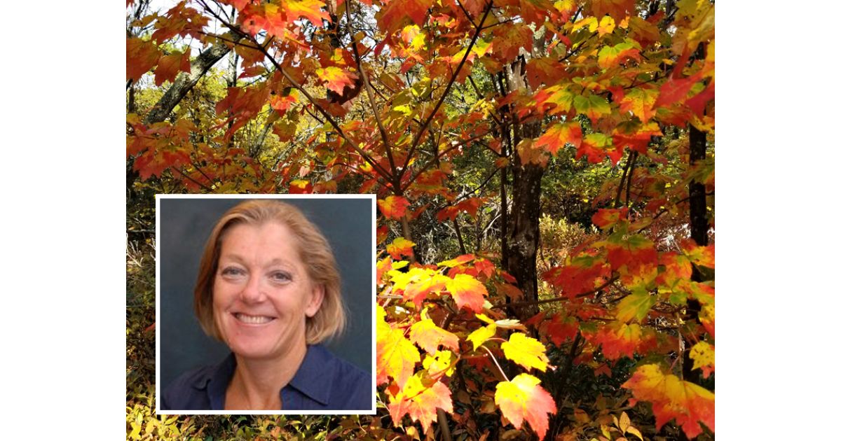 To Bag, Blow or Mulch Your Leaves