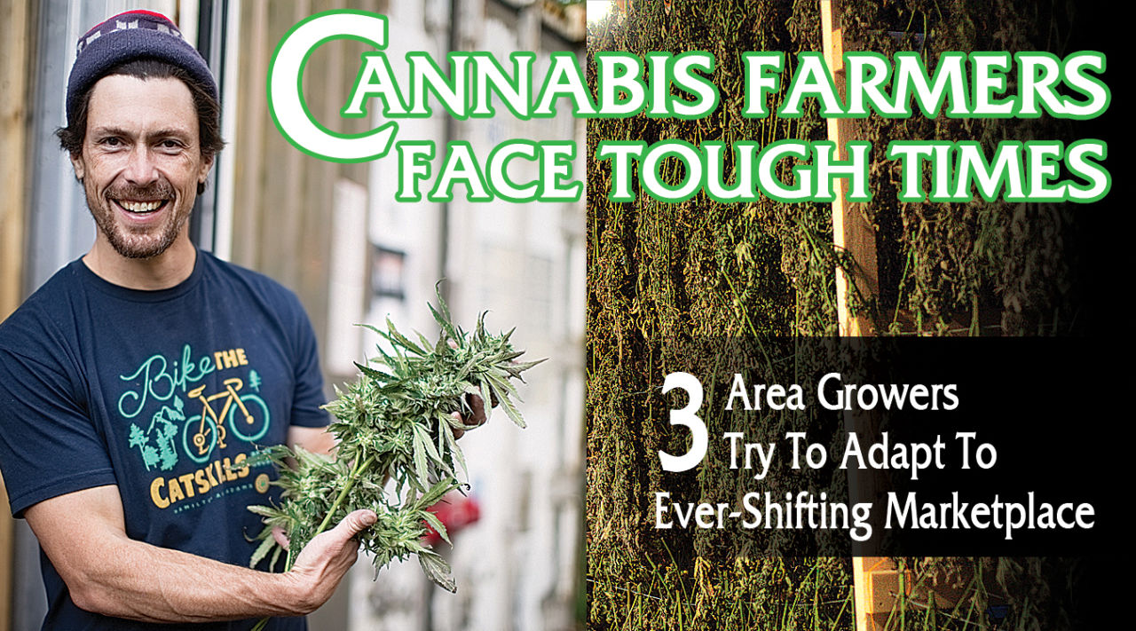 Cannabis Farmers Face Tough Times
