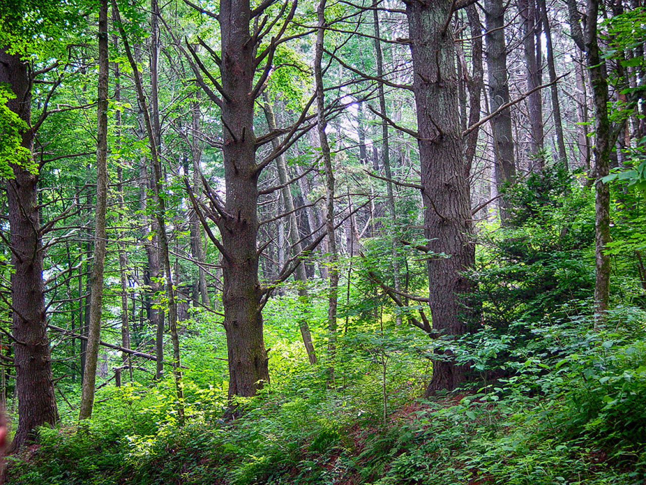 Old Trees &amp; Forest Types