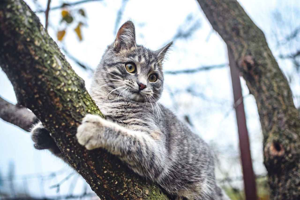 Keeping Your Cats Safe