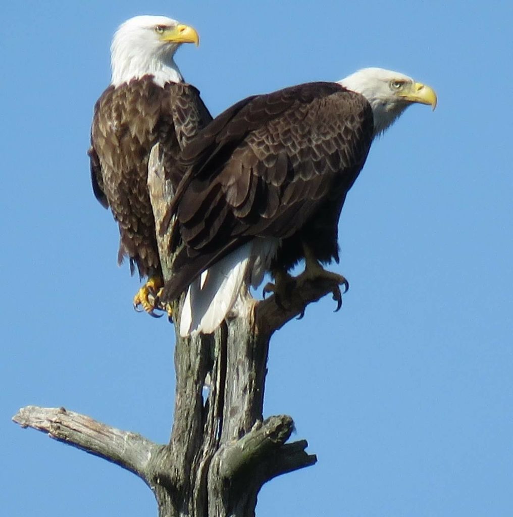 Training for Spring/Summer Nature Watch at Basha Kill