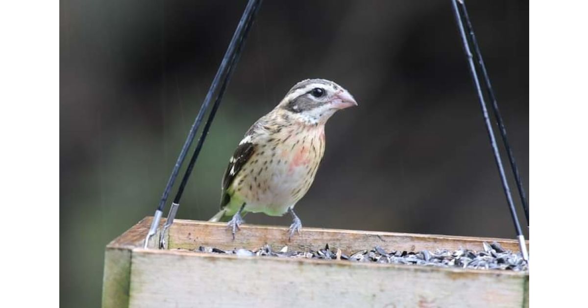 Free Bird Watching Day at Hudson Valley Farm Hub
