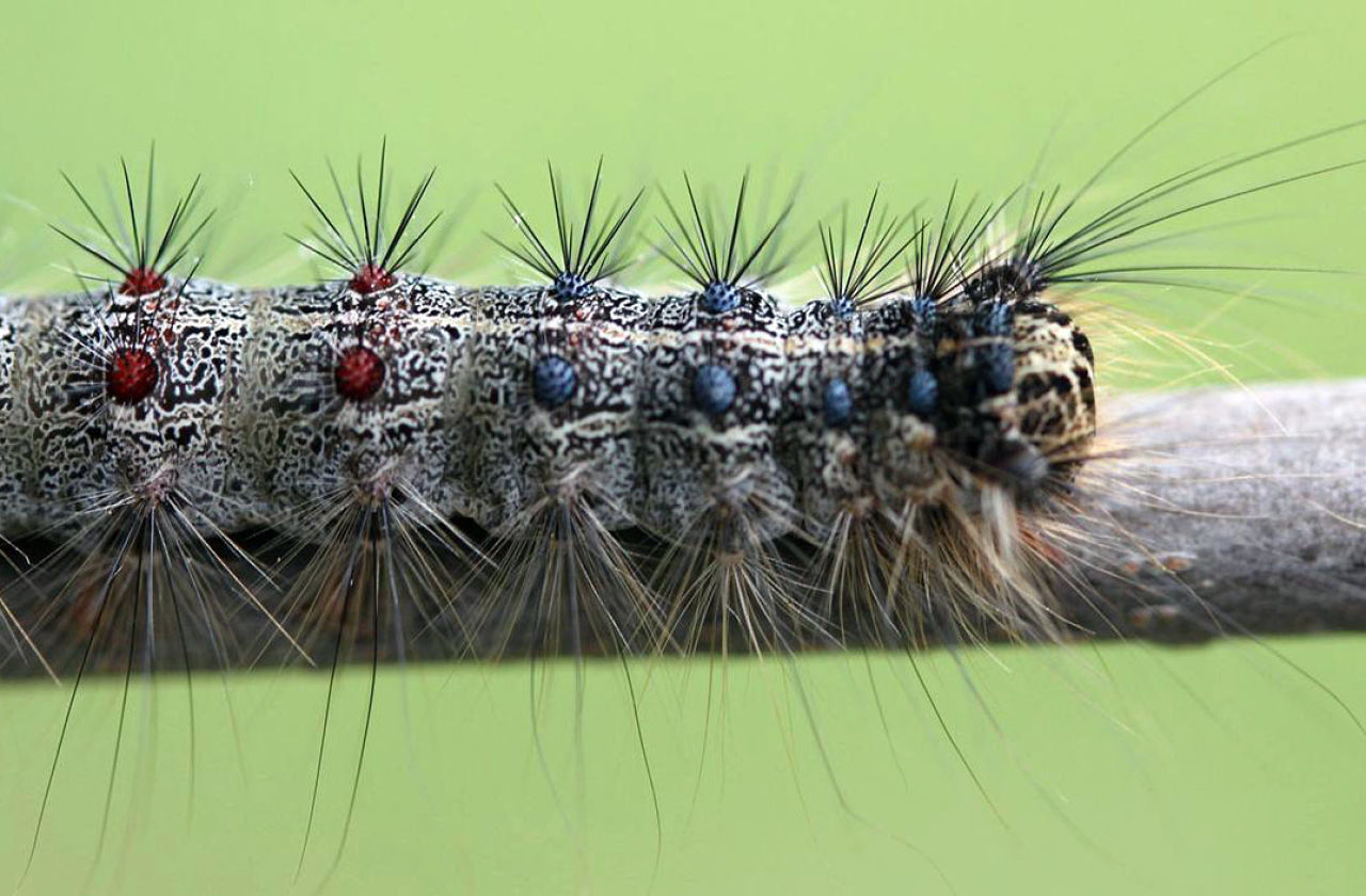Itchy and Scratchy, Creepy and Crawly: Spongy Moth Caterpillars Surging This Spring