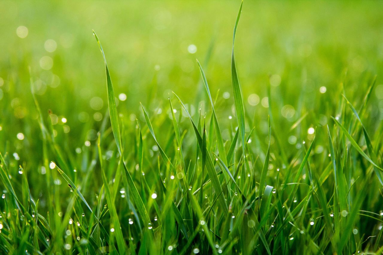 No-Mow May? Not in Mamakating