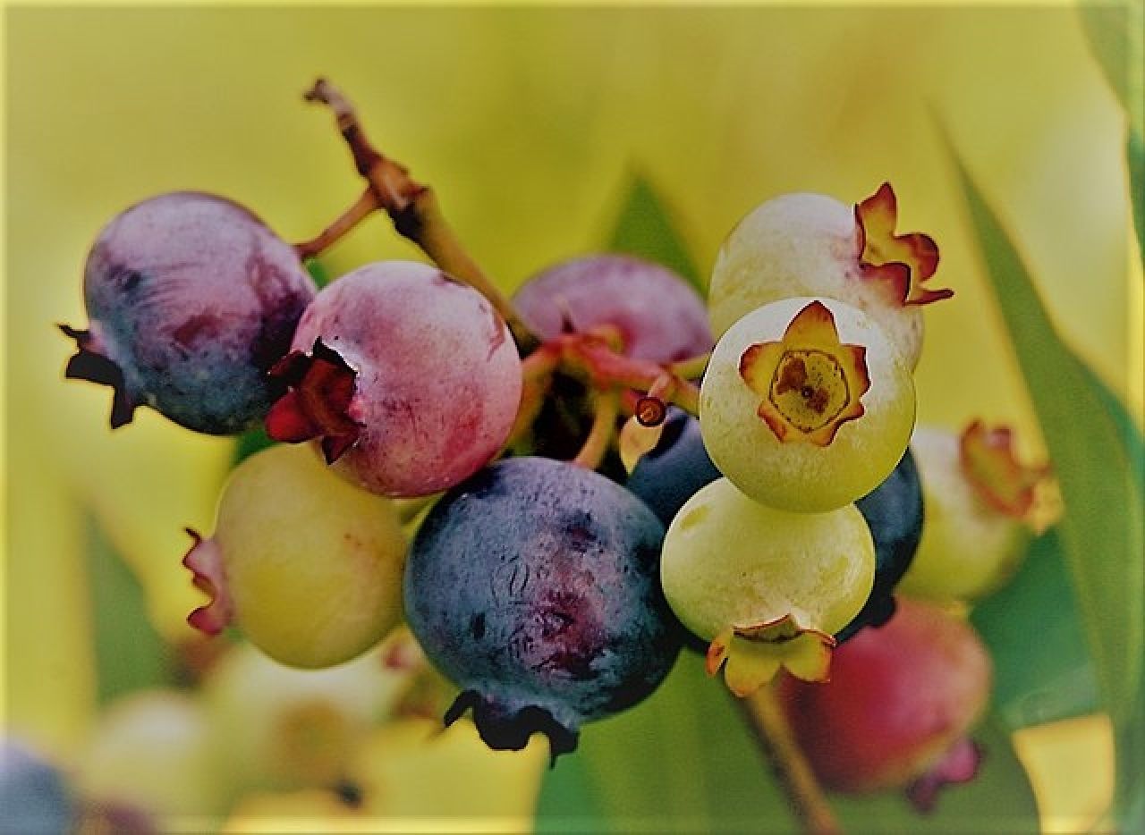 UlsterCorps Hosts Blueberry Picking
