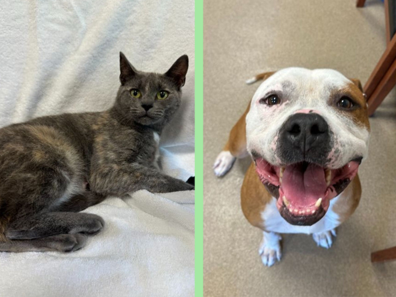 Adopt-A-Pet