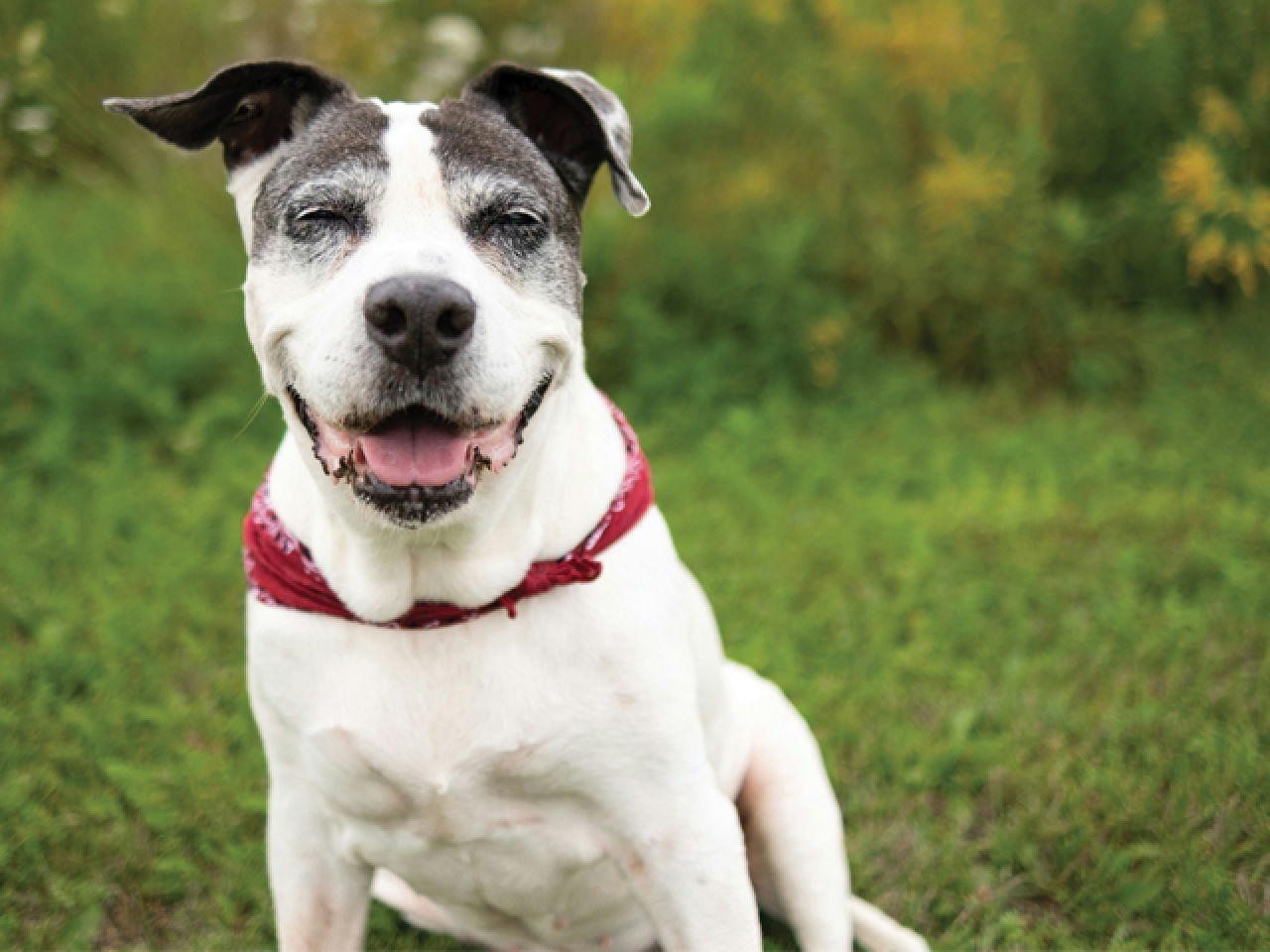 Did You Remember Your Pets in Your Will?