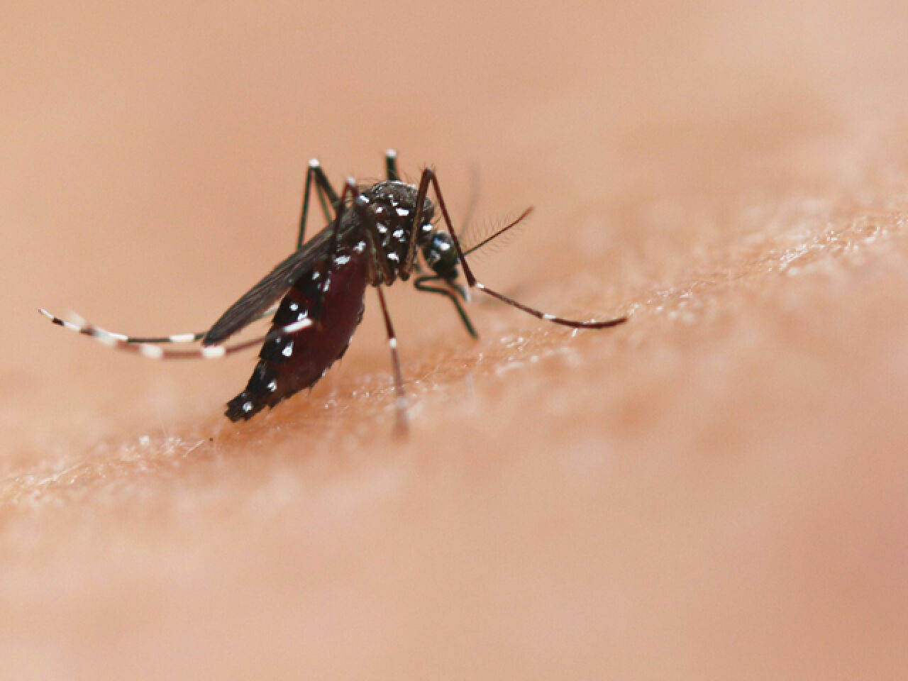 Ulster County Resident Dies from Eastern Equine Encephalitis