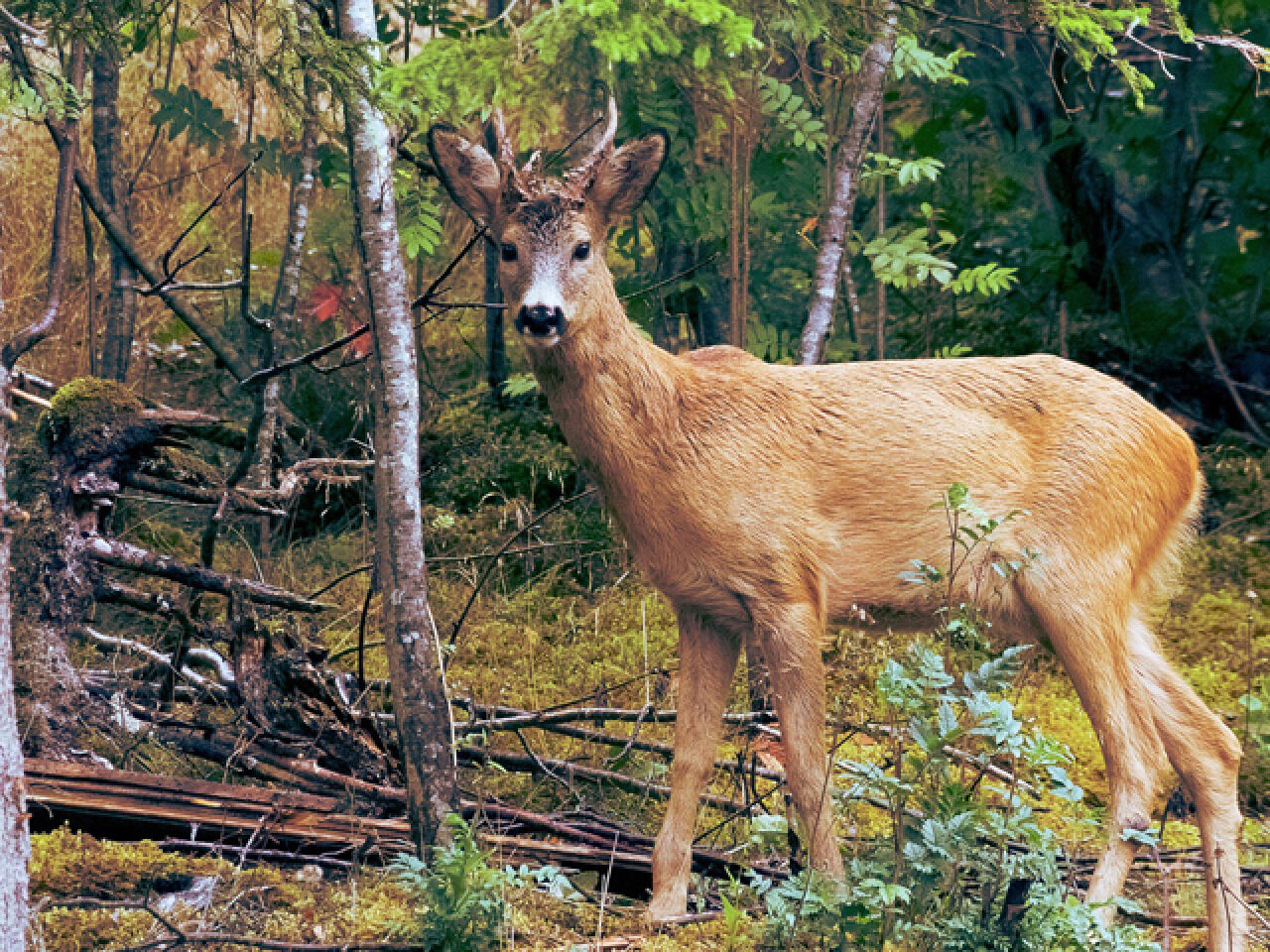 DEC Steps Up Fight Against CWD This Hunting Season
