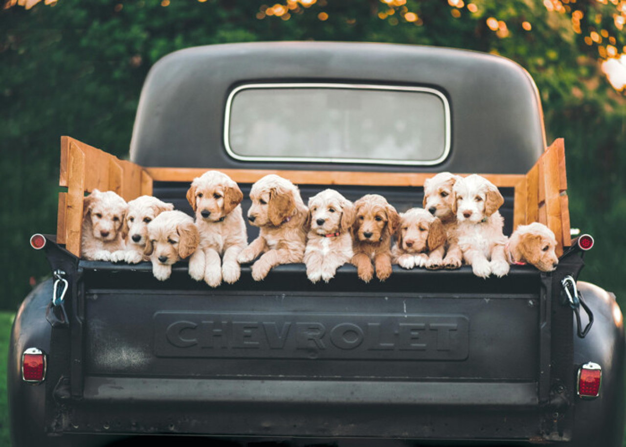New York pet shops to halt sales of puppies, cats and rabbits