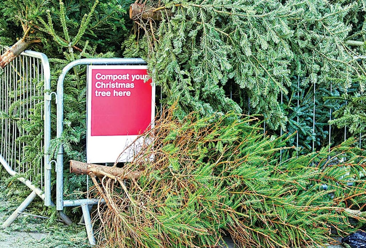 Put holiday trees to good use for free
