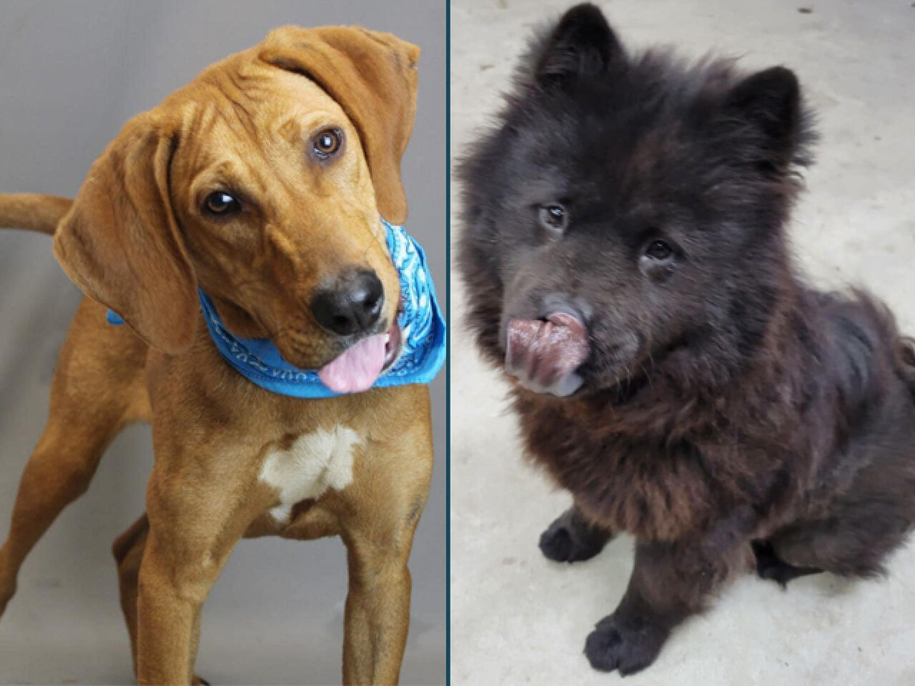 Adopt-A-Pet