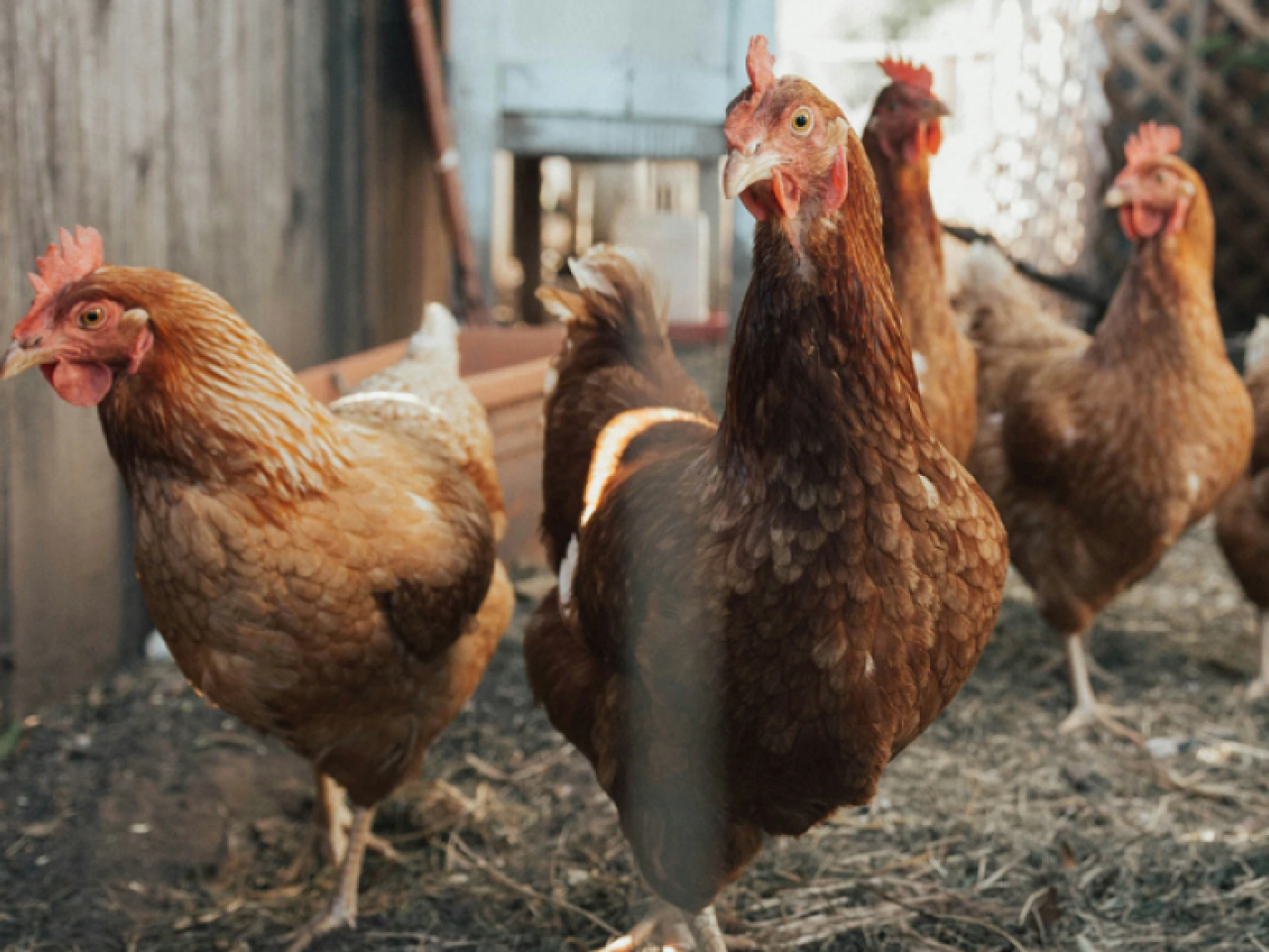 Bird Flu Reaches Ulster County