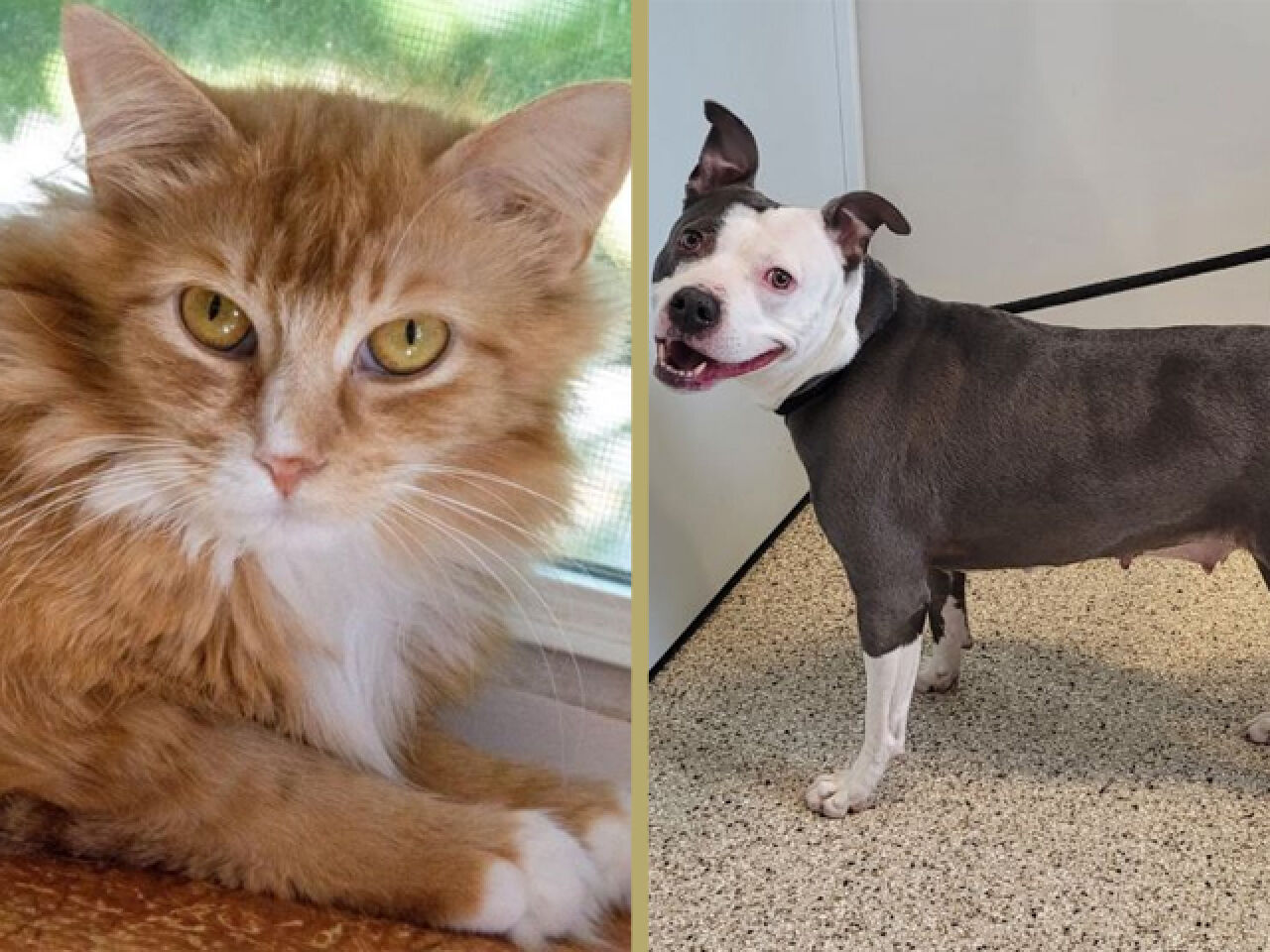 Adopt-A-Pet
